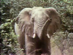 Elephants -- African