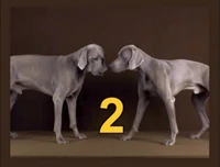 Two Dogs (First: Episode 4060)