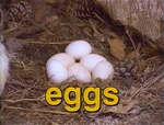 Film.Eggs.jpg (195 KB) EGGS on a Farm