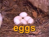 Film.Eggs