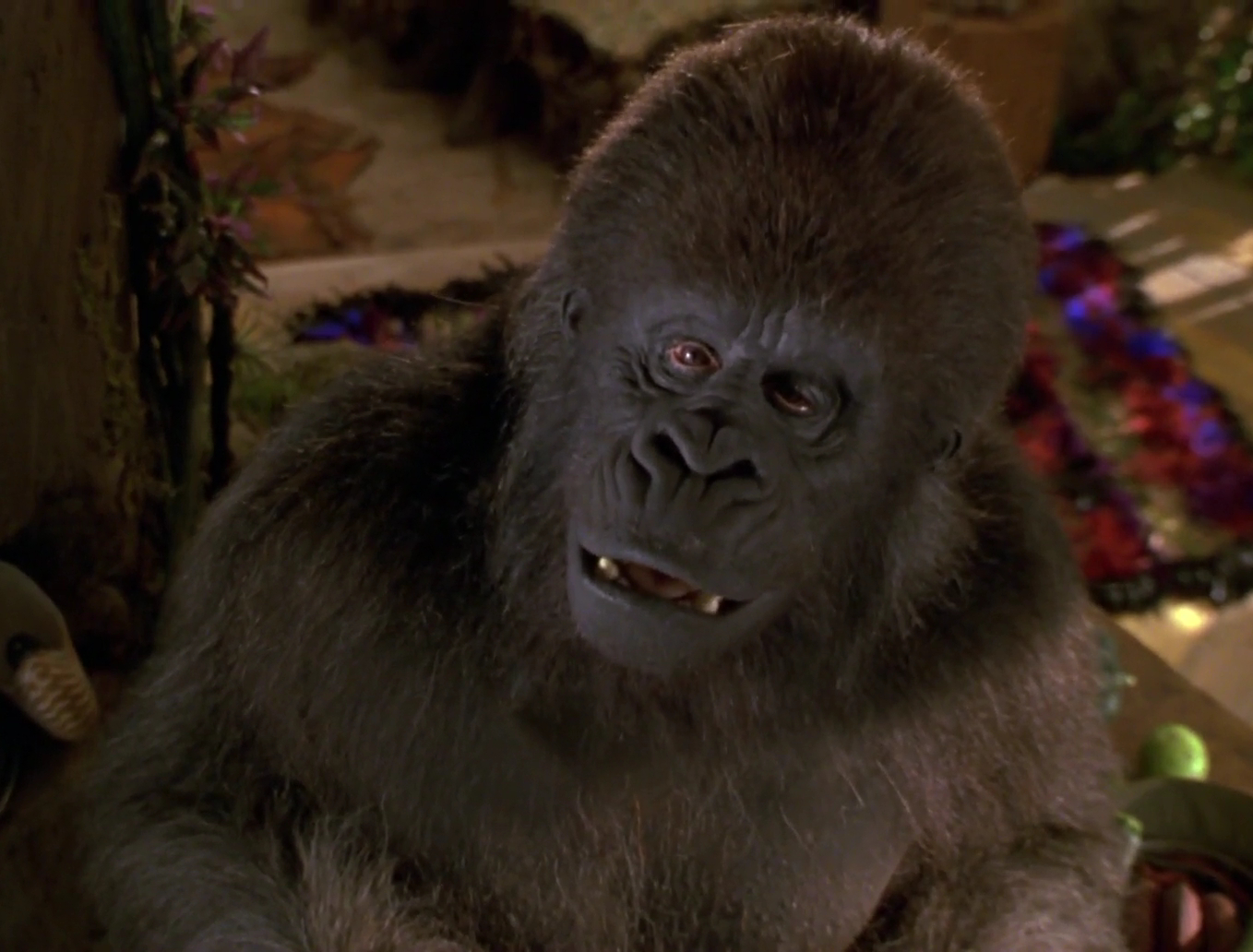 george of the jungle gorilla