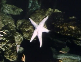 Starfishrefilmed.jpg (284 KB) "Starfish"