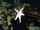 Sea stars