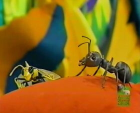 AnimalShowS3-Wasp&Ant