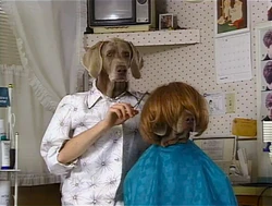 Wegmandogs.hairstylist