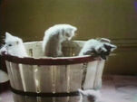 Kittens (English/Spanish) (First: Episode 0429)