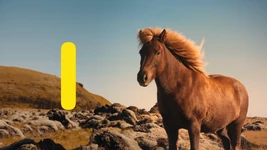 One Horse (First: Episode 5226)