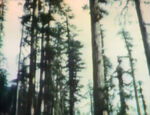 Timber Tree - Part II (Tree) (holdover from season 1)