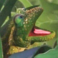 lizard in Muppets Tonight episode 103