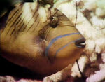 "I'm Pretty" (fish) (holdover from season 2)