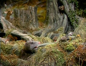 Woodland Animals | Muppet Wiki | Fandom Woodland Animals | Muppet Wiki | Fandom