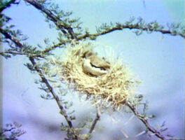 Weaver Bird