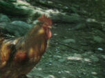 Farm Sounds (originally season 1 footage)