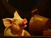 pig