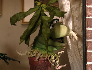 A female Stuckweed on Desperate Houseplants