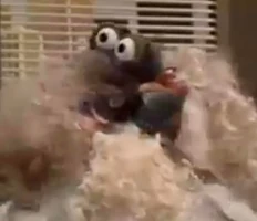 Gonzo & chickens"Good Morning America"