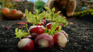 BTTR204 radishes