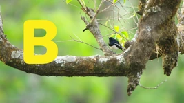 B is for Birds (First: Episode 5412)