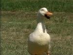 Whatsounddoesaduckmake.jpg (53 KB) Sound ID: Duck