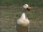 Sound ID: Duck