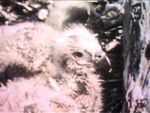 Eaglets and Eagles Flying (First: Episode 0501)