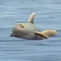 shark in episode 101