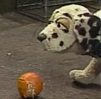 dalmatian in Episode 2873