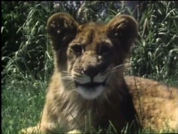 Everything is Little