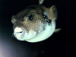 Prettyfish-refilm.jpg (54 KB) "I'm Pretty"