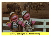 97: Zebras belong to the horse family