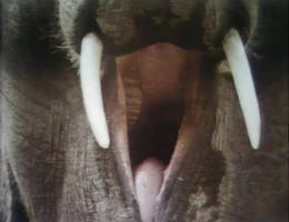 BodyPartShoutOut.jpg (194 KB) "Body Song"