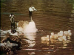 Goslings