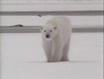 "Polar Bears"
