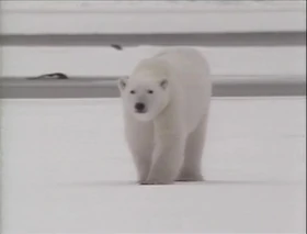 Song.Polarbear