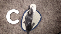 C is for Cats