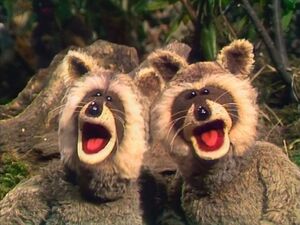 TMSRaccoons.jpg
