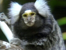 Marmoset