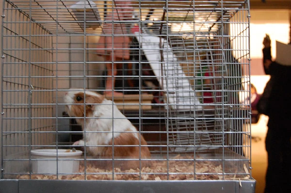 doolittles pet supplies