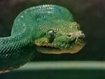 Green Tree Snake (holdover from season 2)
