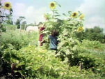 Sunflower Growing Short/Tall (First: Episode 0589)