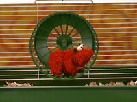 Pet Hamster Elmo's World: Pets