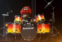 Animal at the drums