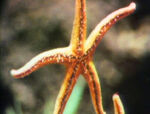 "Starfish" (holdover from season 2)