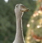 Ferdinand.jpg (74 KB)