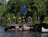 6 of Wegman's dogs ride canoes (First: Episode 3985)