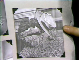 Mauricerelation unmentioned