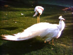 "Dressed Up" (Birds) (holdover from season 2)