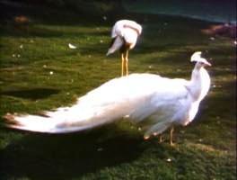 2096d.jpg (314 KB) "Dressed Up"