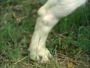 Closer.Dog.jpg (358 KB)