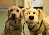 Brandeis and Hercules as service dogs.